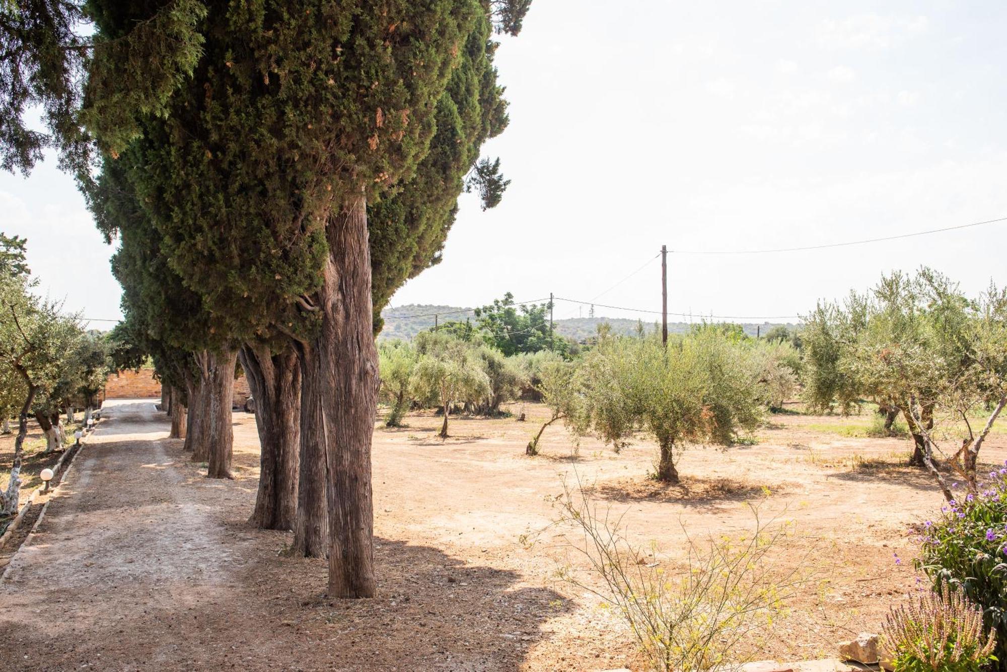 Calvocoressi Estate Chios Town Extérieur photo